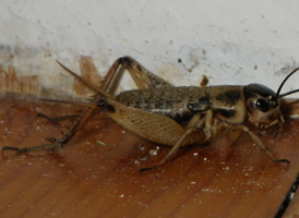 Eastern Striped Cricket